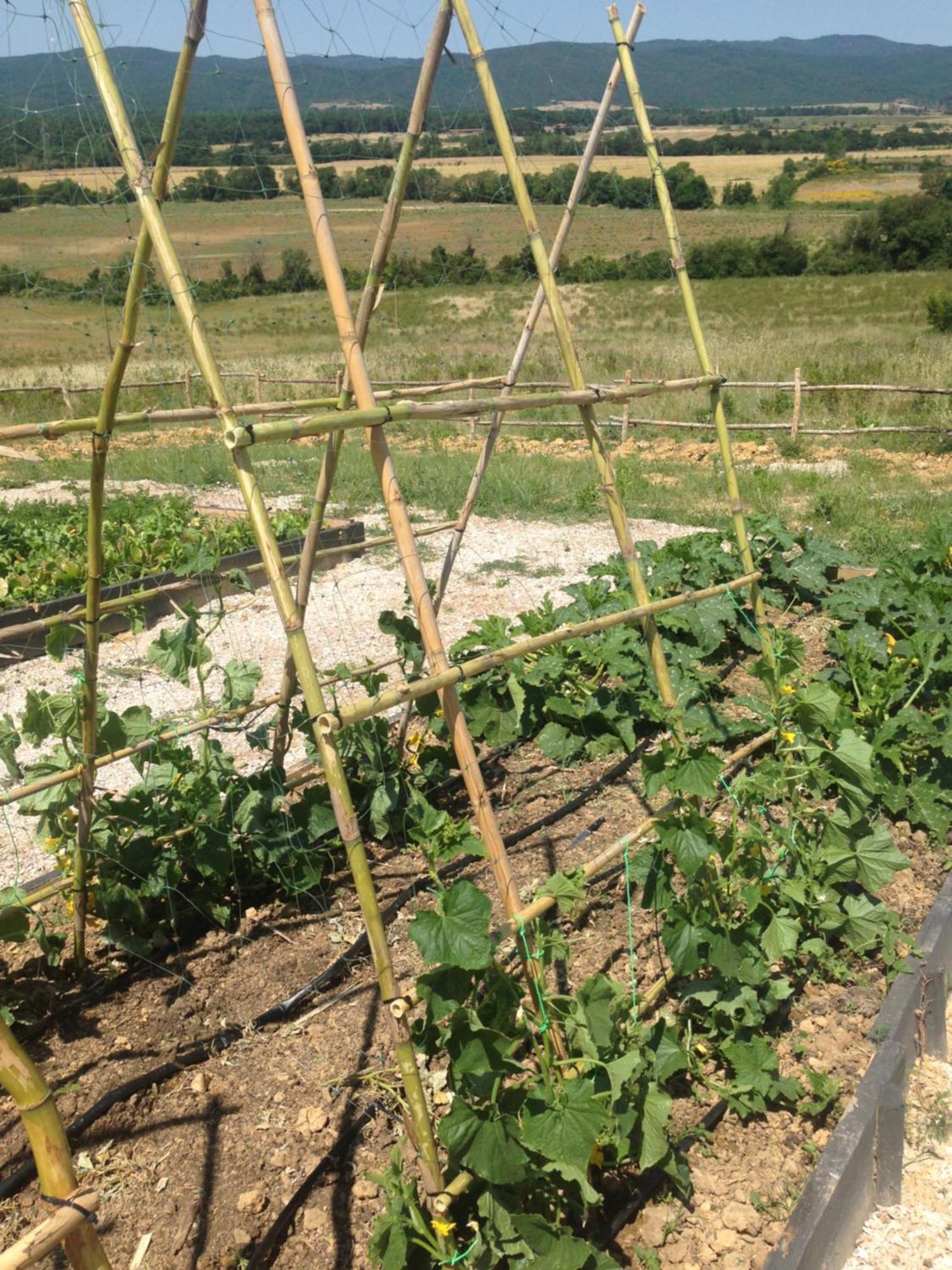 Ribolla Wine Resort Conti Di San Bonifacio מראה חיצוני תמונה