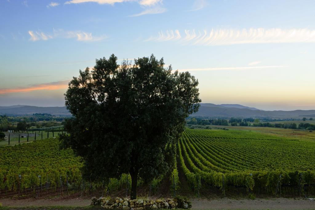 Ribolla Wine Resort Conti Di San Bonifacio מראה חיצוני תמונה